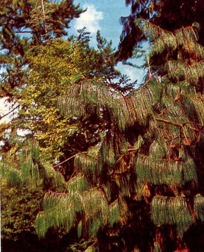    (Pinus patula).