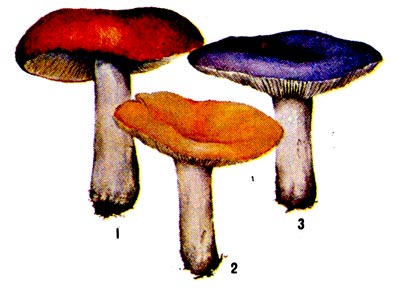 : 1 - c (Russula decoloranus); 2 -  (R. claroflava); 3 -  (R. azurae).