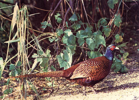 Кавказский фазан (самец).