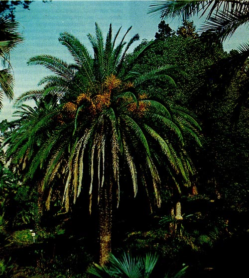 Финиковая пальма канарская.
