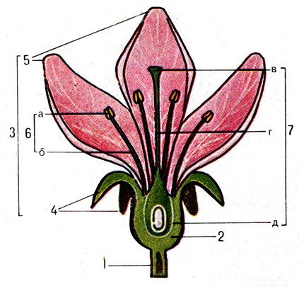 Обобщённая схема строения цветка: 1 - цветоножка; 2 - цветоложе; 3 - околоцветник; 4 - чашелистики; 5 - лепестки; 6 - тычинки (а - пыльник, б - тычиночная нить);  7 - пестик (в - рыльце, г - столбик, д - завязь). 