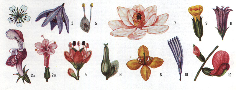 Различные виды цветка (масштаб не выдержан). Цветки с двойным околоцветником: 1 - правильный (звездчатка), 2 - неправильные:  а - моносимметричный (яснотка), б - асимметричный (валериана); с простым околоцветником: 3 - венчиковидный (пролеска), 4 - чашечковидный (ильм), 5 - тычиночный, 6 - пестичный. Цветки с раздельнольнолепестковым венчиком: 7 - многолепестковый (магнолия), 8 - четырёхлепестковый (чистотел); со спайнолепестным венчиком: 9 - воронковидный (первоцвет), 10 - язычковый (цикорий), 11 - колокольчатый (колокольчик), 12 -  мотыльковым венчиком (чина)