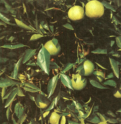 Апельсин (Citrus sinensis).