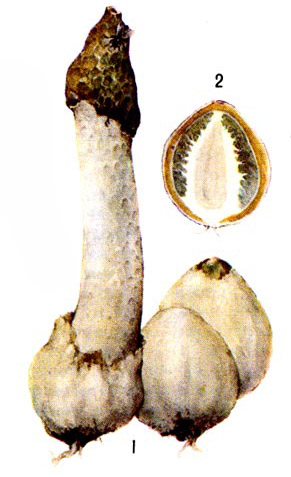 Весёлка обыкновенная. 1 - зрелый гриб, 2 - молодое плодовое тело в разрезе.