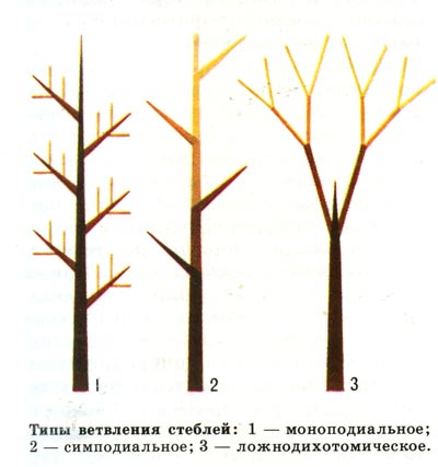 Типы ветвления стеблей: 1- моноподиальное, 2 - симподиальное, 3 - ложнодихотомическое.