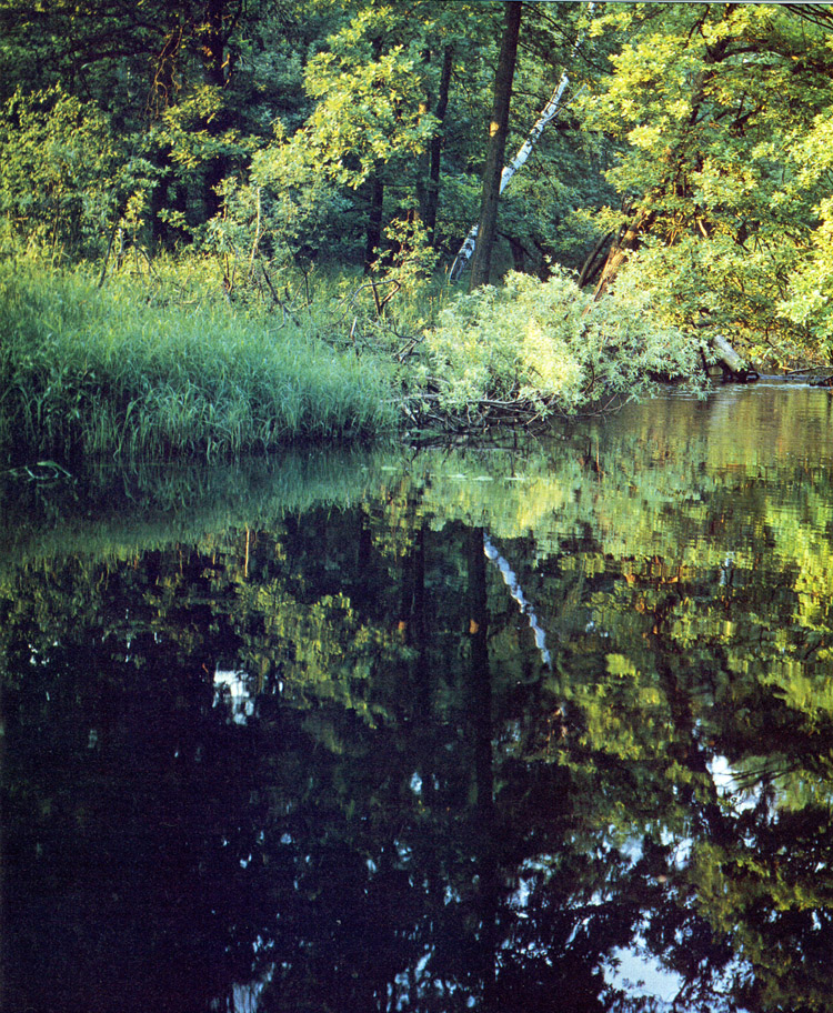 Водоохранный лес на р. Бужа (Мещёрская низменность).