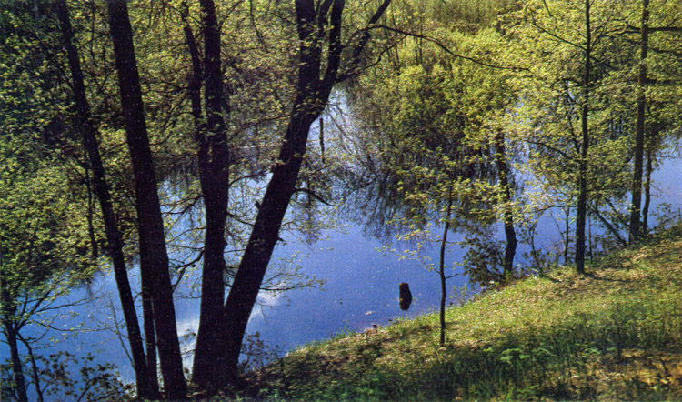Водоохранные леса на реке Пре. (Мещёрская низменность).