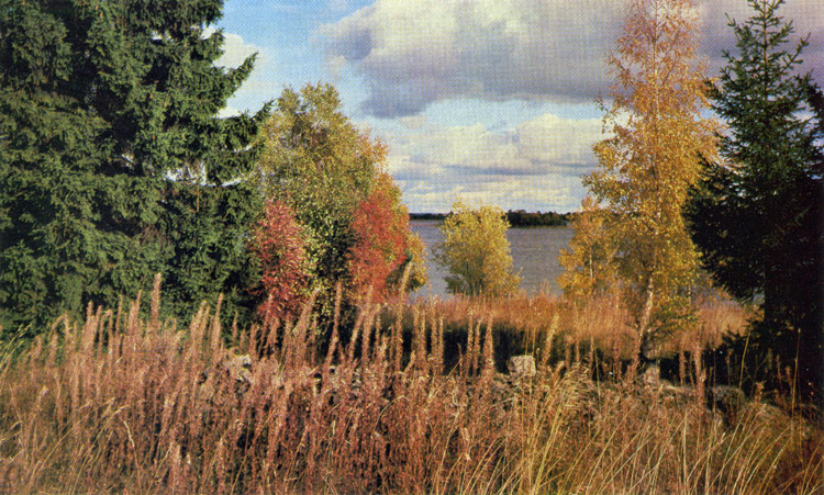 Водоохранные леса на берегу Онежского озера.