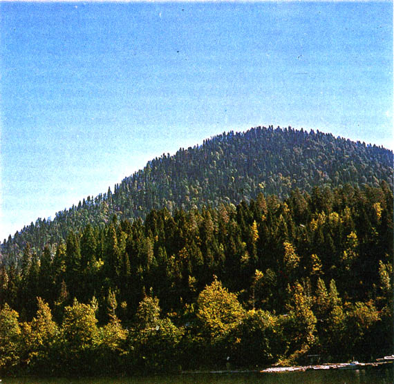 Горные леса в районе озера Рица (Кавказ)