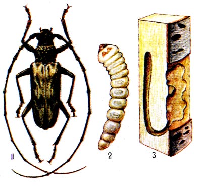 Городской усач: 1- жук, 2 - личинка, 3- повреждённая древесина.