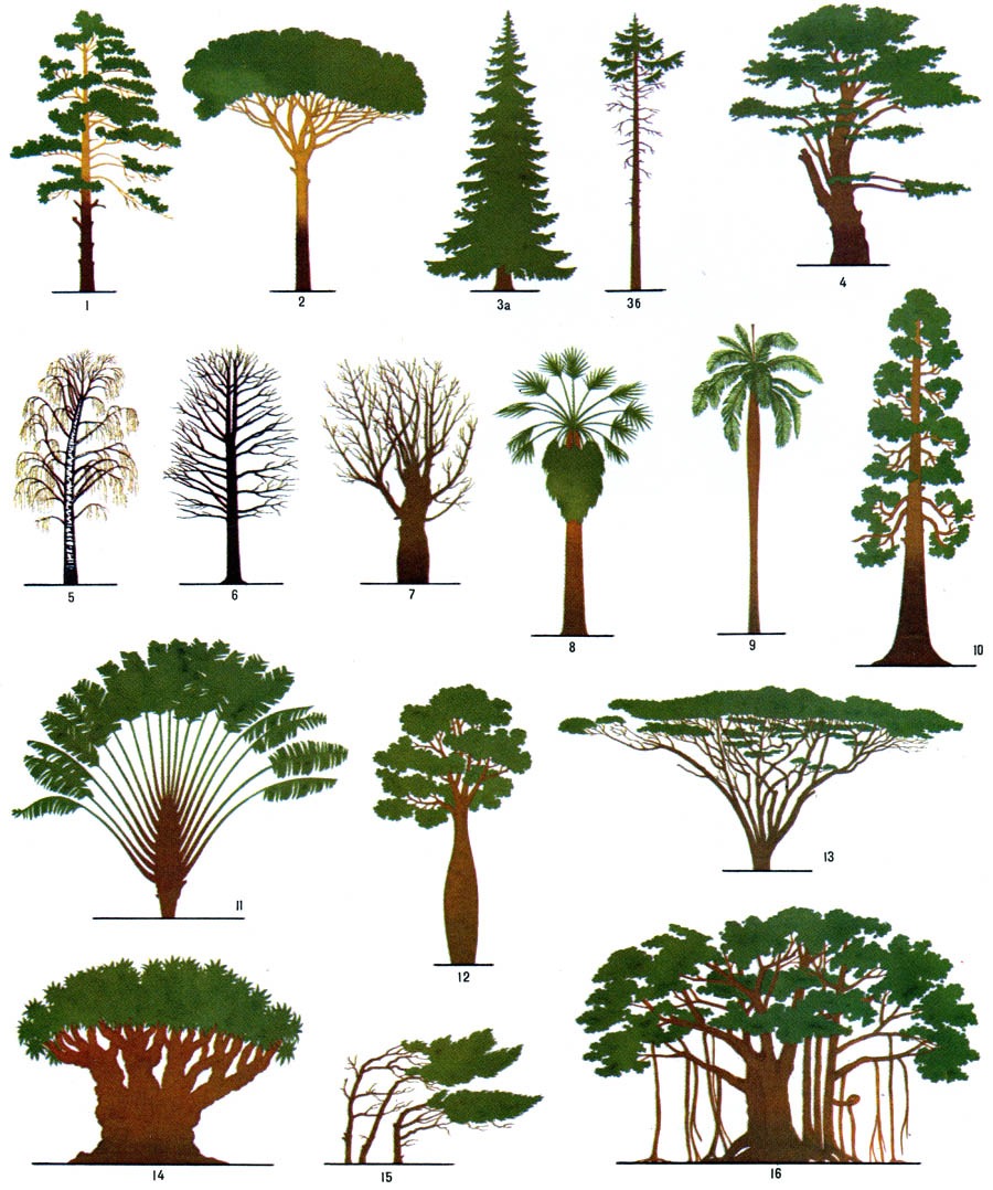 Формы деревьев и кустарников