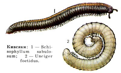 : 1 - Schisophyllum sabulosum; 2 - Unciger foetidus
