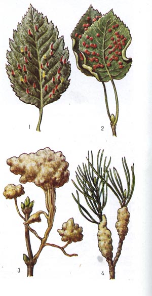   ,   : 1 -     (Eriophyes laevis)   ; 2 -    e  (E. piri)   ; 3 -   ,     (E. fraxinivorus); 4 - e    (E. pini)   .