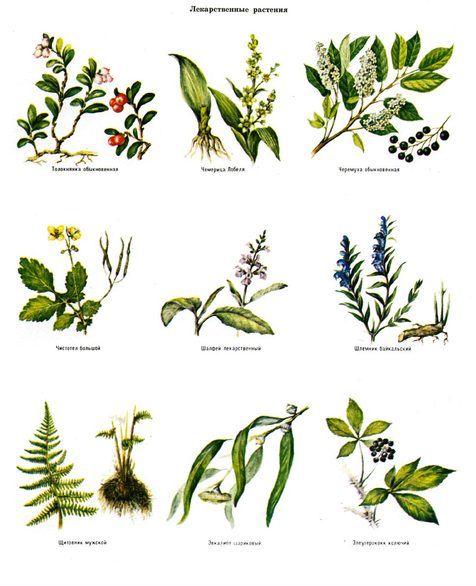 лекарственные растения картинки