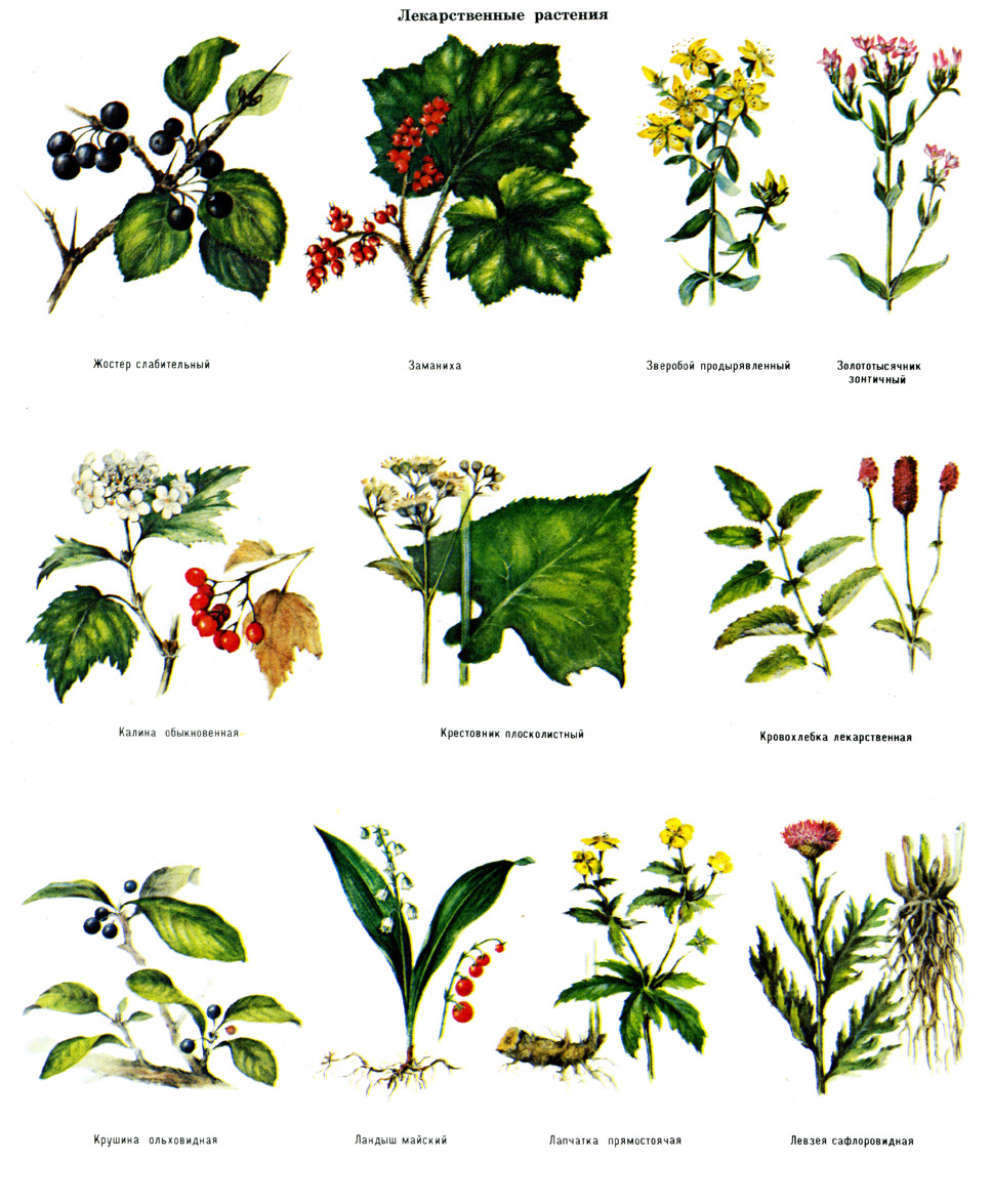 Различные Растения